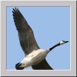 Branta canadensis - Kanadagans 04 Sundermannsee.jpg